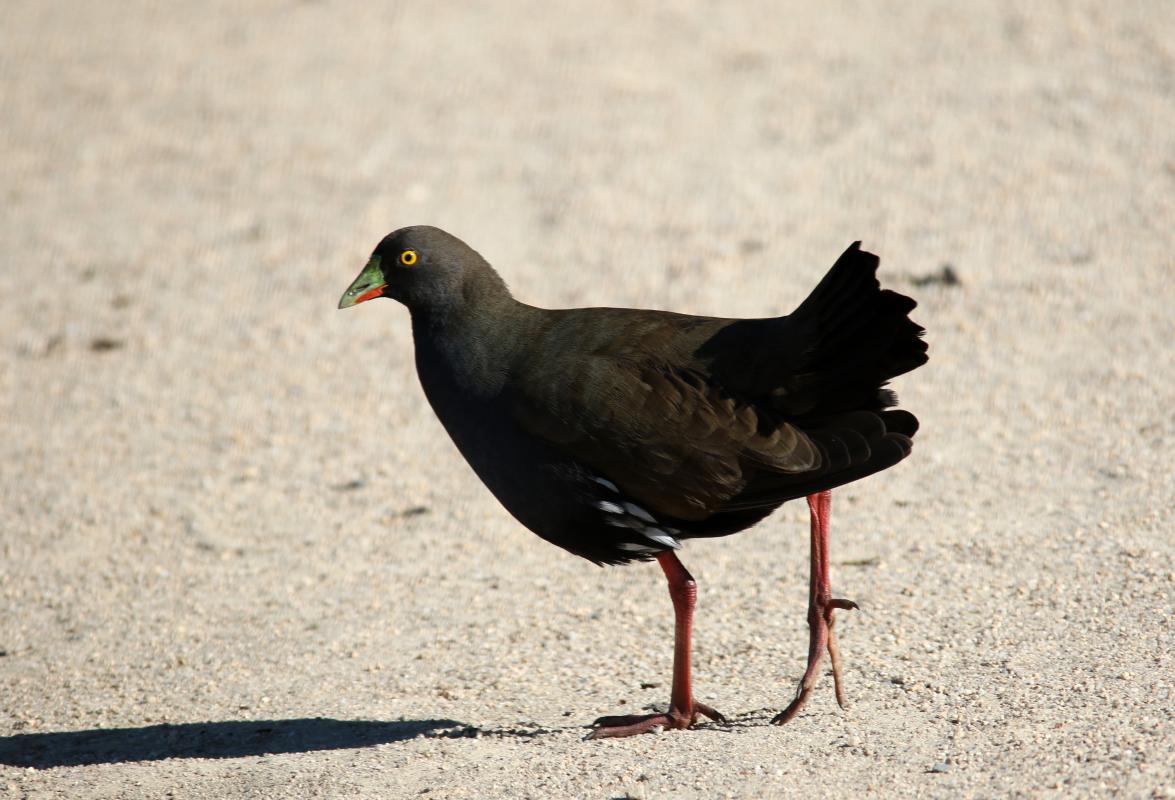 Black-tailed Nativehen (Gallinula ventralis)