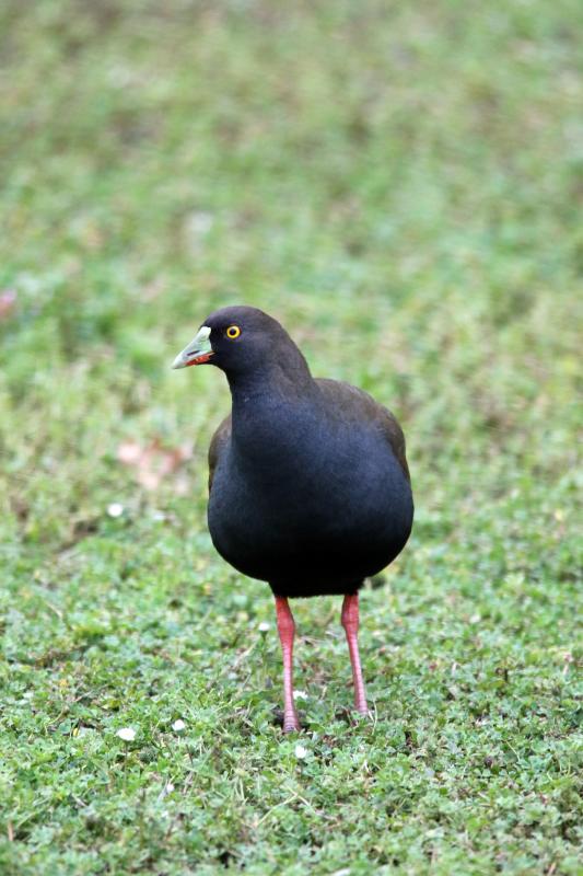 Black-tailed Nativehen (Gallinula ventralis)