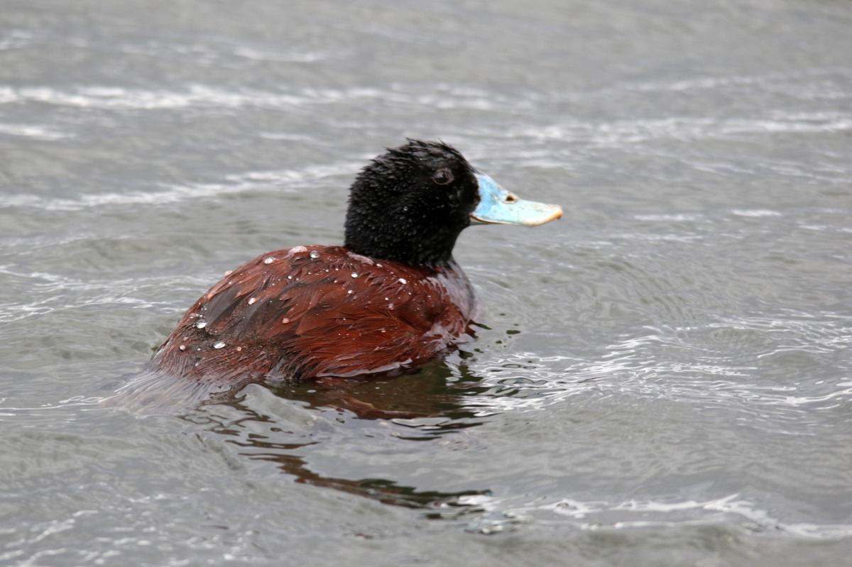 Blue-billed duck (Oxyura australis)