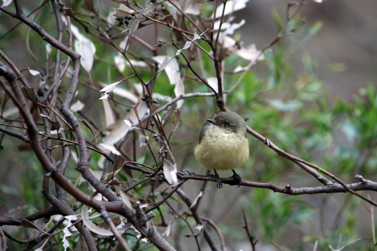 Buff-rumped Thornbill (Acanthiza reguloides)