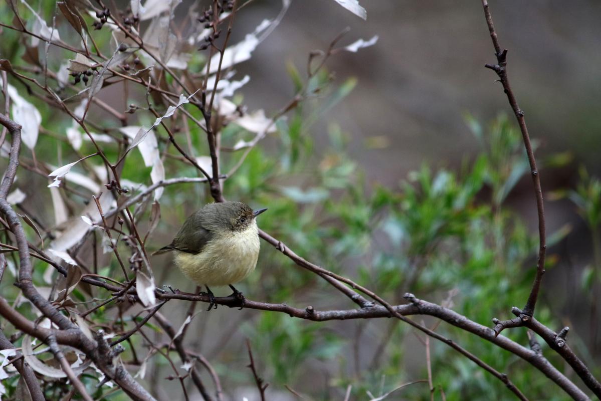 Buff-rumped Thornbill (Acanthiza reguloides)