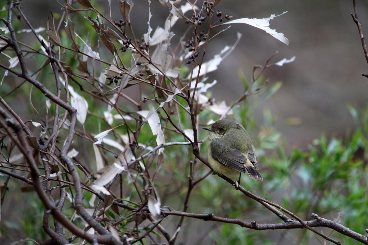 Buff-rumped Thornbill (Acanthiza reguloides)