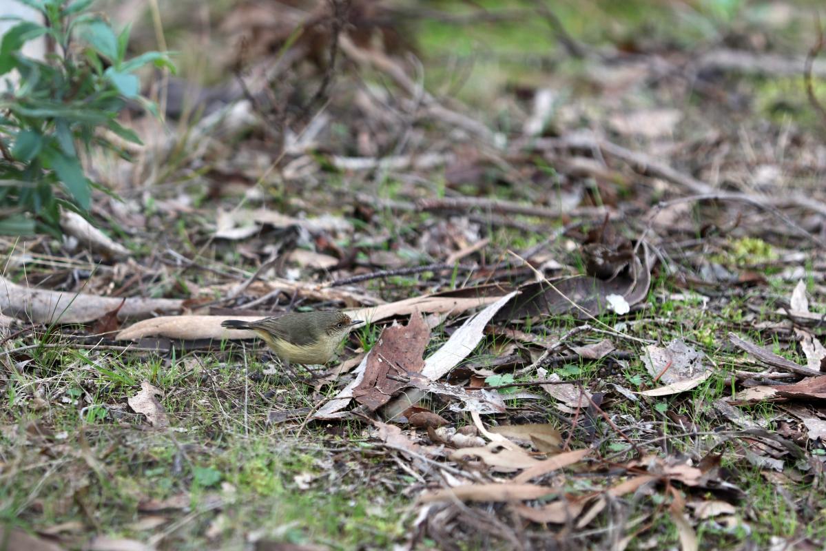 Buff-rumped Thornbill (Acanthiza reguloides)