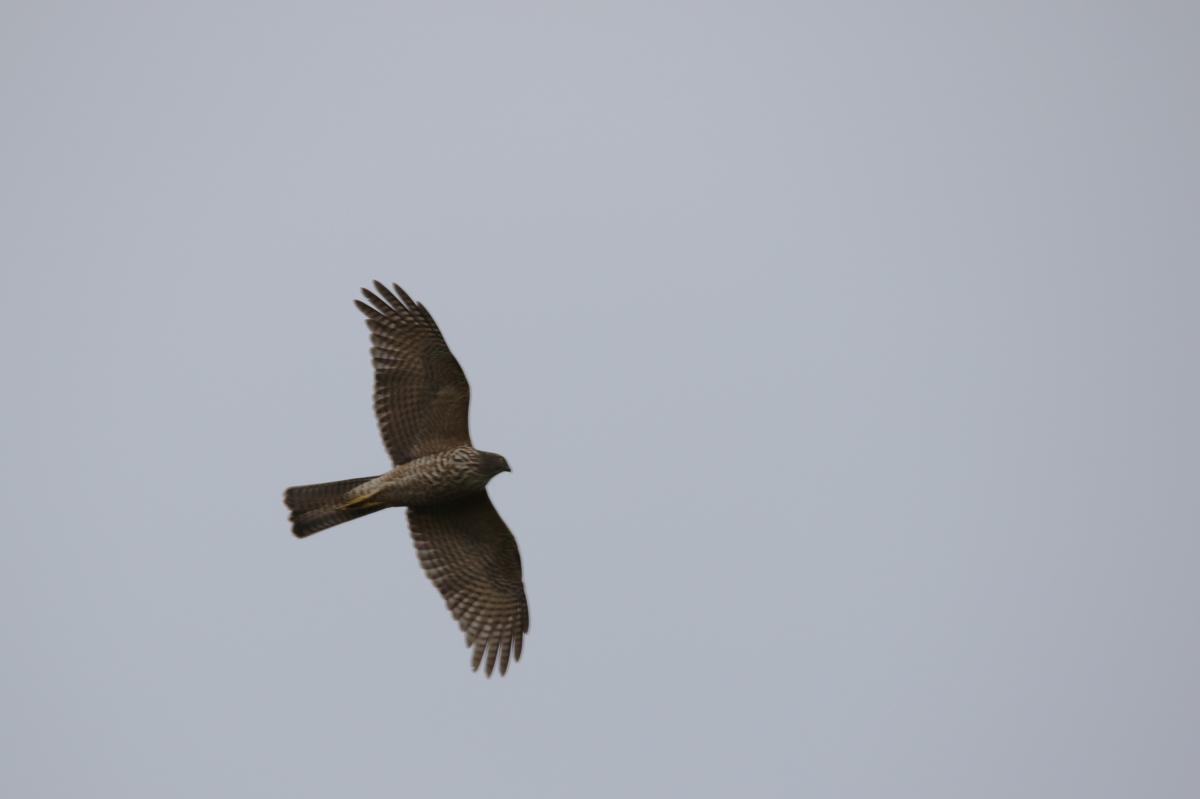 Collared sparrowhawk (Accipiter cirrocephalus), Point Cook Coastal Park, Point Cook, Victoria, Australia, 2015-06-27 Collared sparrowhawk (Accipiter cirrocephalus)