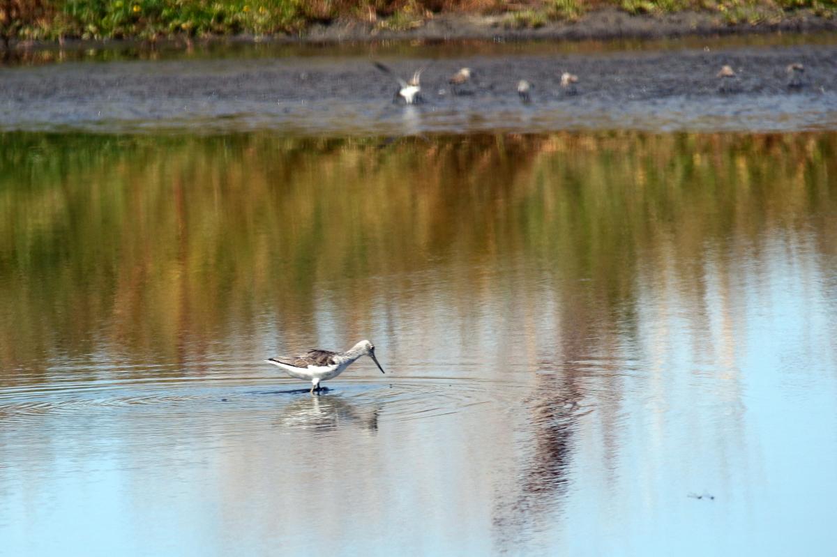 Common greenshank (Tringa nebularia)
