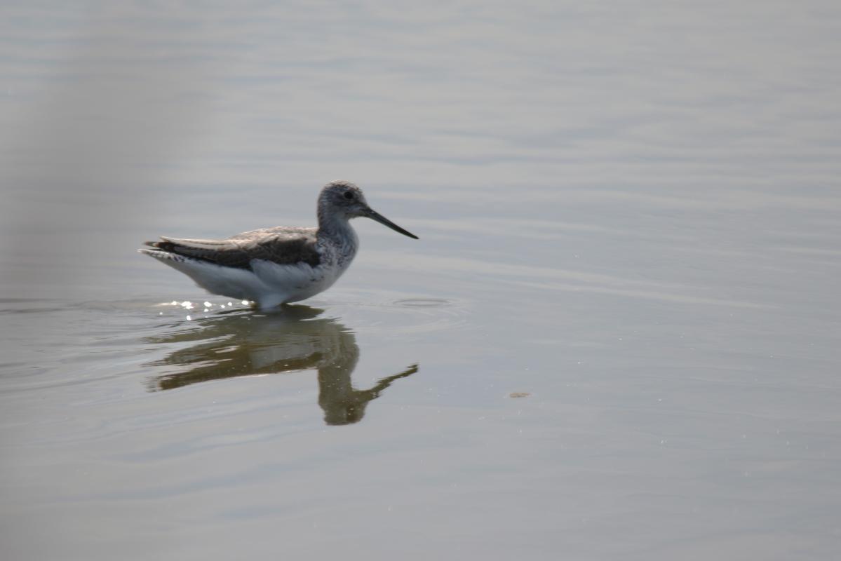 Common greenshank (Tringa nebularia)
