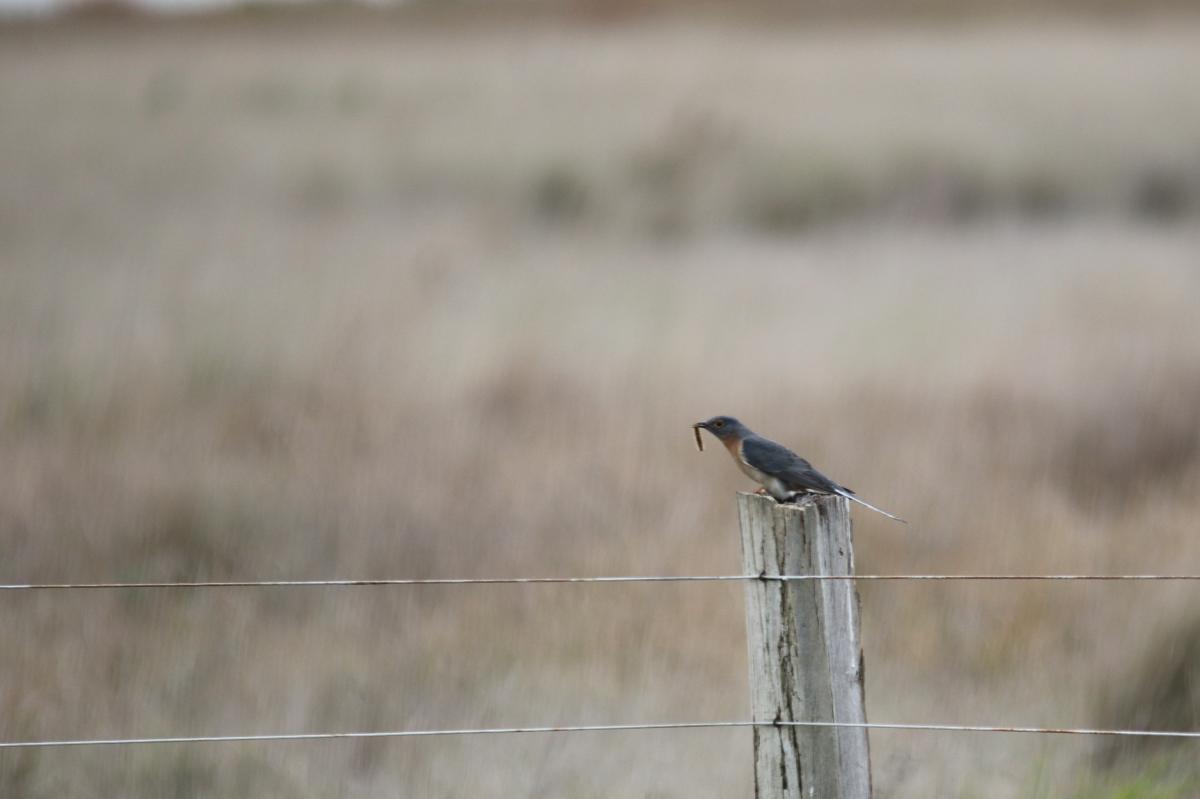 Fan-tailed cuckoo (Cacomantis flabelliformis), Point Cook Coastal Park, Point Cook, Victoria, Australia, 2015-06-27 Fan-tailed cuckoo (Cacomantis flabelliformis)