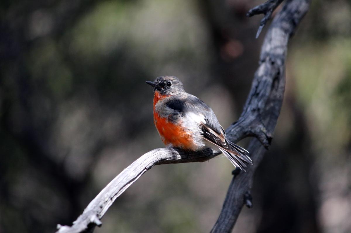 Flame Robin (Petroica phoenicea)