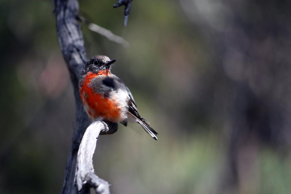 Flame Robin (Petroica phoenicea)