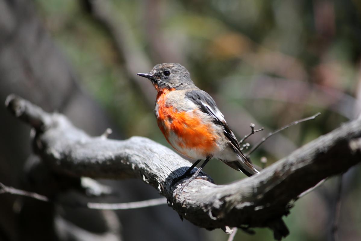 Flame Robin (Petroica phoenicea)