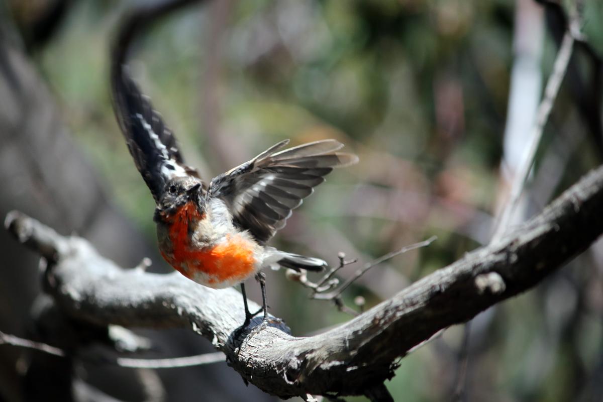 Flame Robin (Petroica phoenicea)