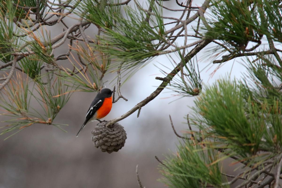Flame Robin (Petroica phoenicea)