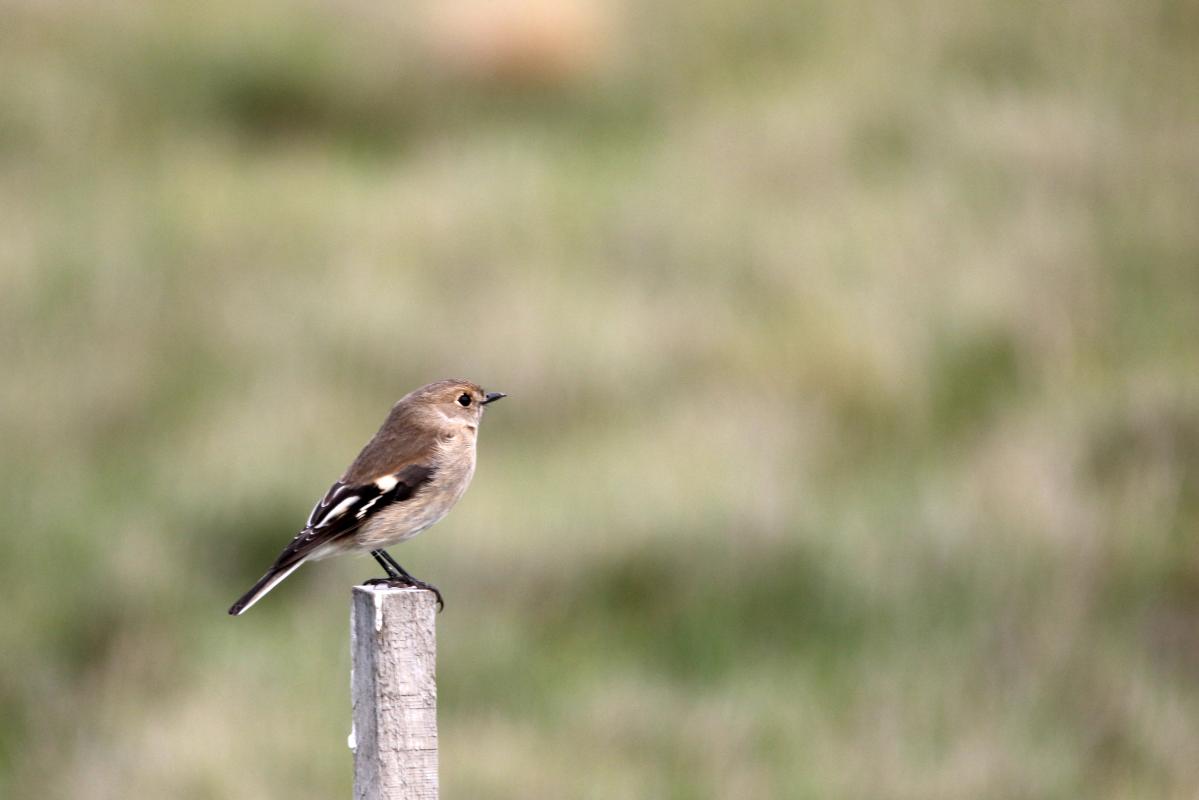 Flame Robin (Petroica phoenicea)
