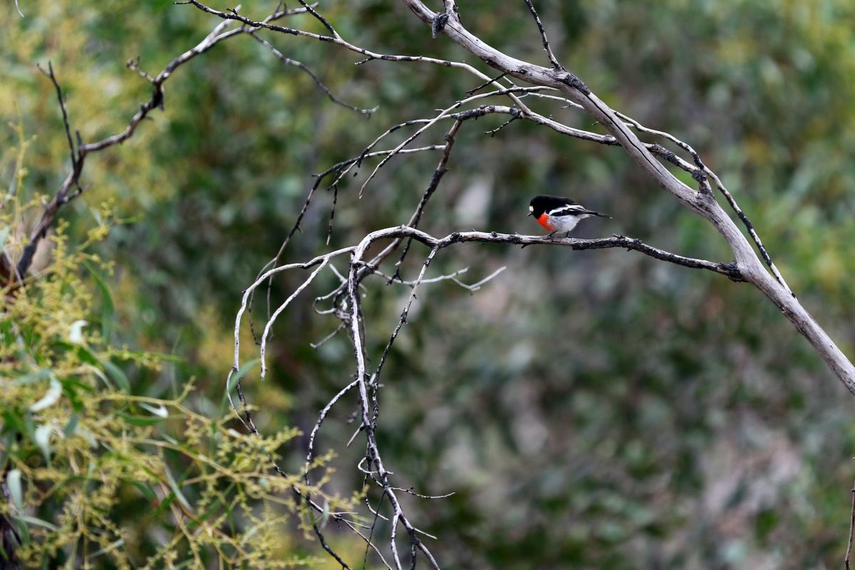 Flame Robin (Petroica phoenicea)