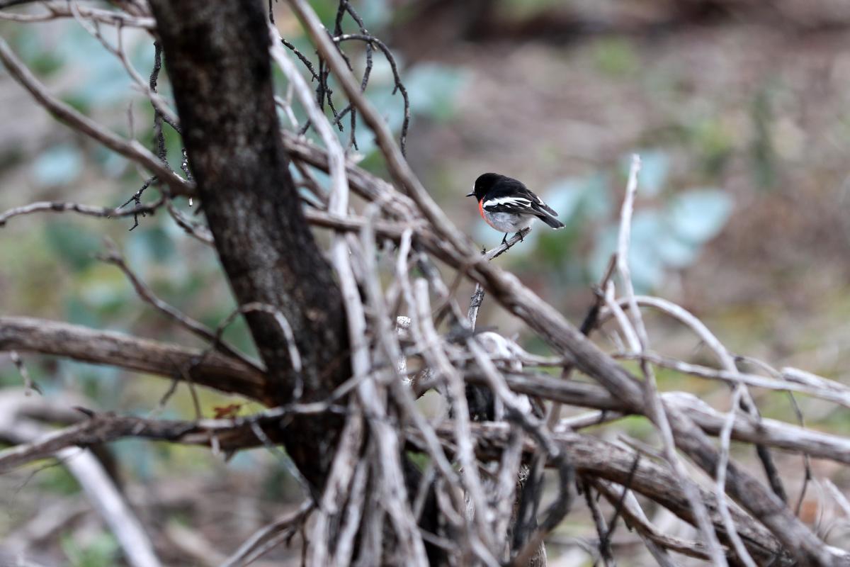 Flame Robin (Petroica phoenicea)