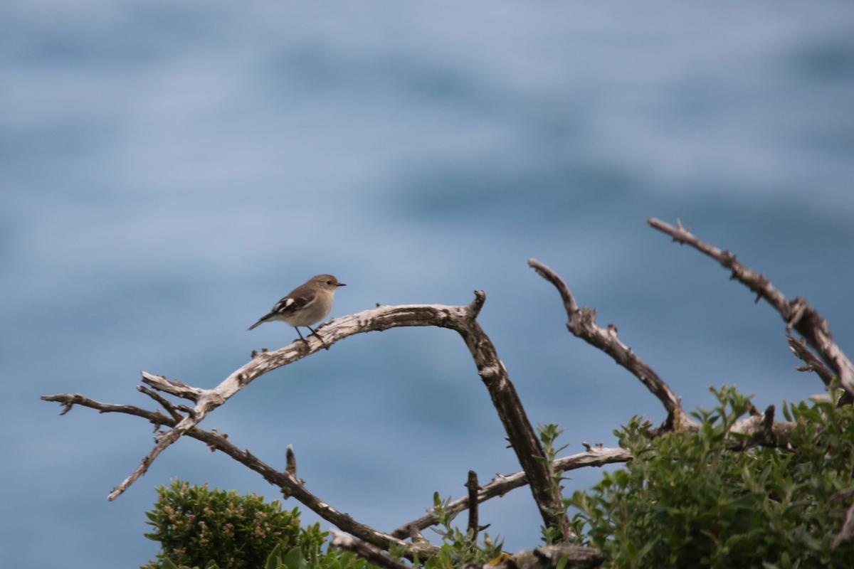 Flame Robin (Petroica phoenicea)