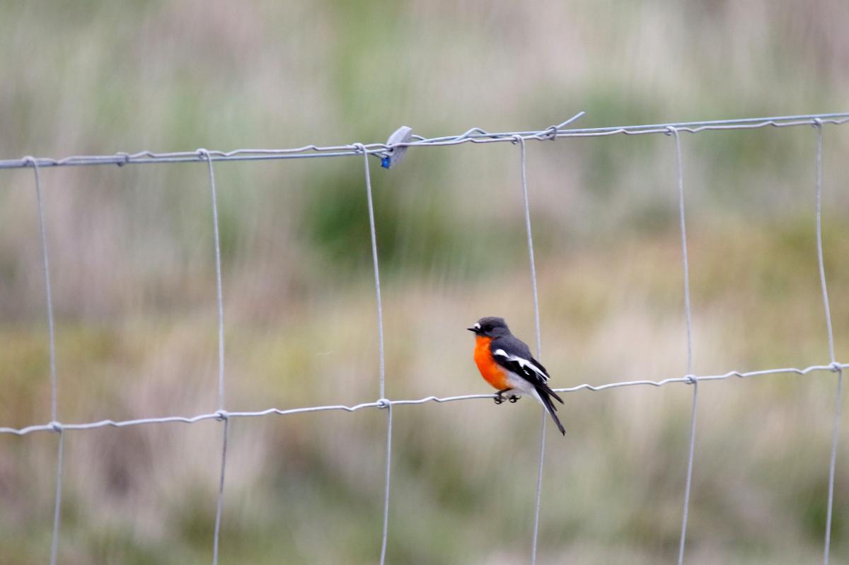 Flame Robin (Petroica phoenicea)