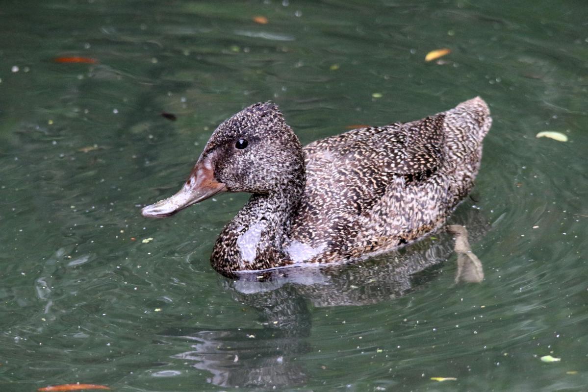 Freckled Duck (Stictonetta naevosa)