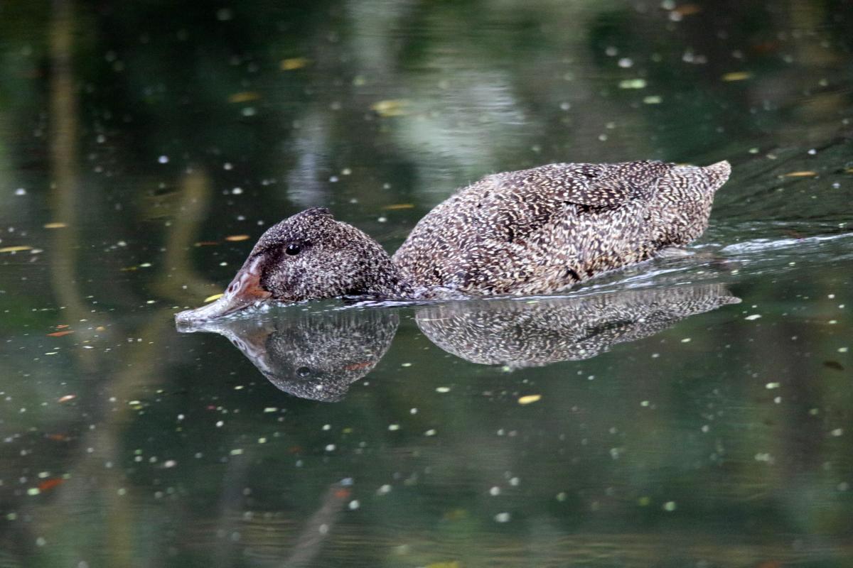 Freckled Duck (Stictonetta naevosa)