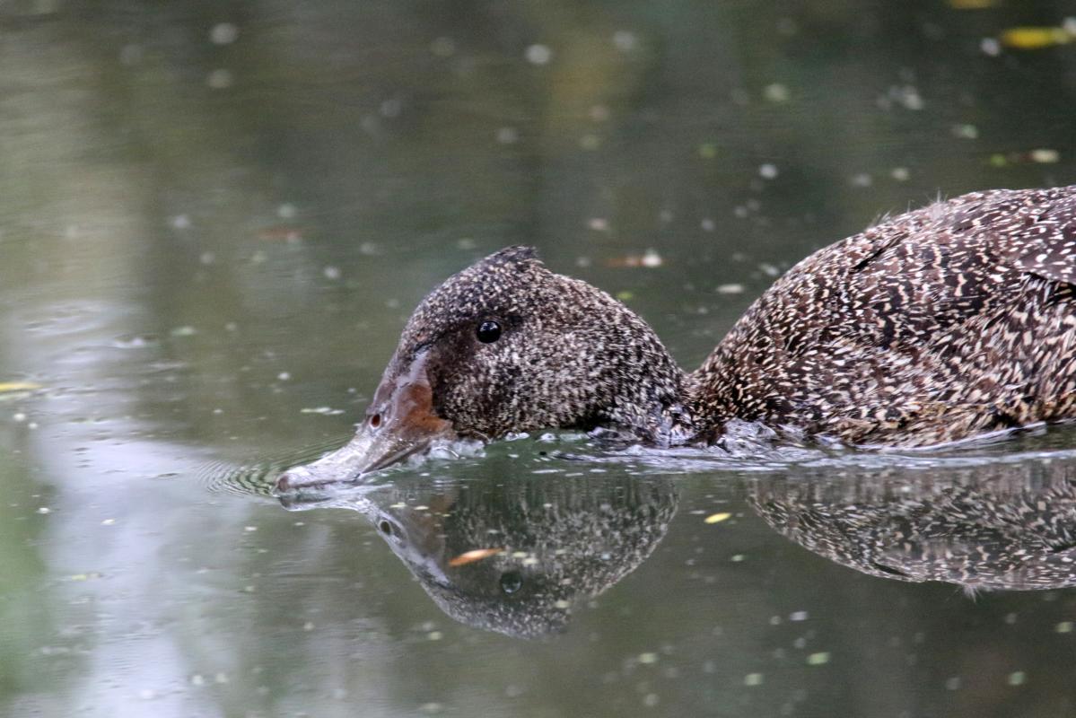 Freckled Duck (Stictonetta naevosa)