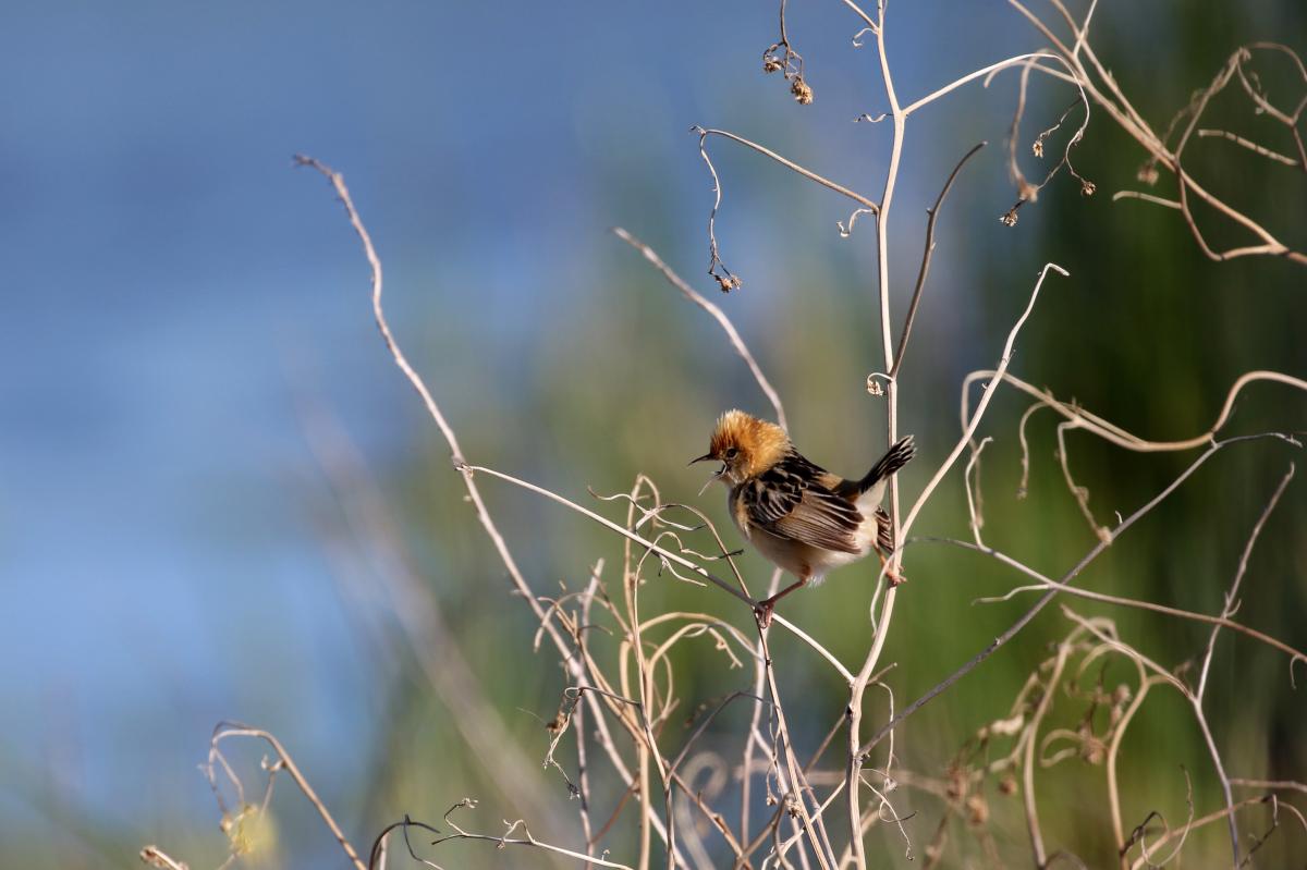 Golden-headed Cisticola (Cisticola exilis)