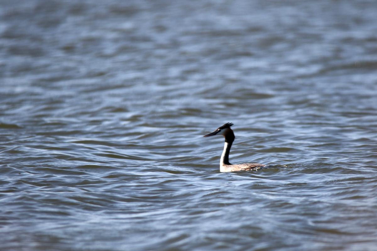 Great Crested Grebe (Podiceps cristatus), Lake Borrie Outer Road West, Point Wilson, Victoria, Australia, 2015-01-24 Great Crested Grebe (Podiceps cristatus)
