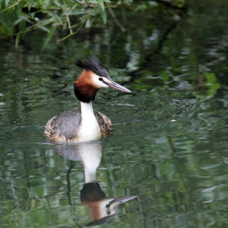 Great Crested Grebe (Podiceps cristatus), Indigenous Playspace, Lake Wendouree, Victoria, Australia, 2015-11-14 Great Crested Grebe (Podiceps cristatus)