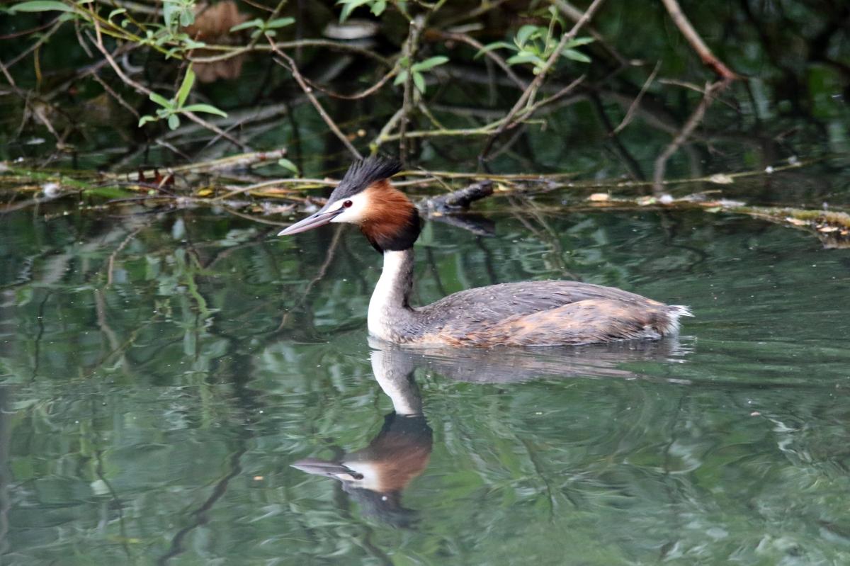 Great Crested Grebe (Podiceps cristatus), Indigenous Playspace, Lake Wendouree, Victoria, Australia, 2015-11-14 Great Crested Grebe (Podiceps cristatus)