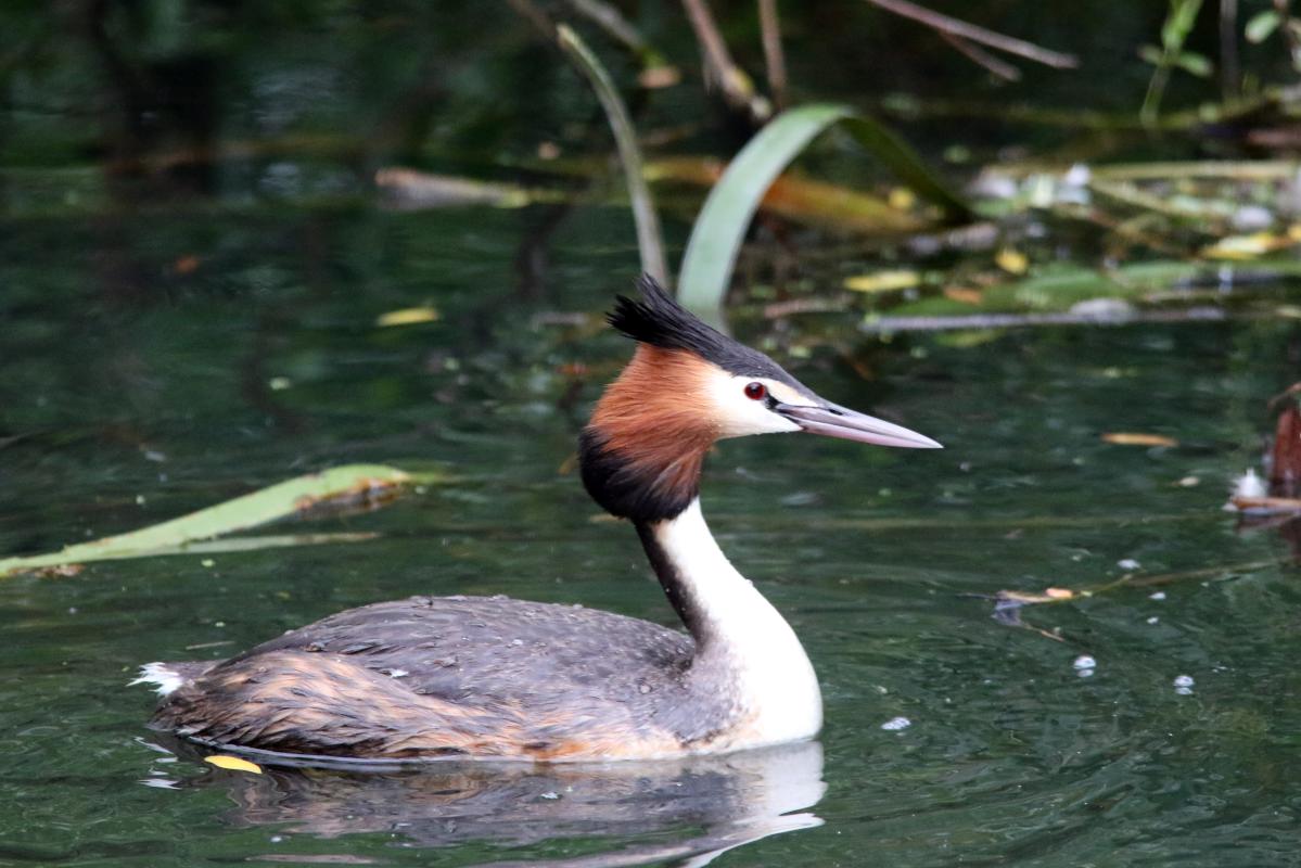 Great Crested Grebe (Podiceps cristatus), Indigenous Playspace, Lake Wendouree, Victoria, Australia, 2015-11-14 Great Crested Grebe (Podiceps cristatus)