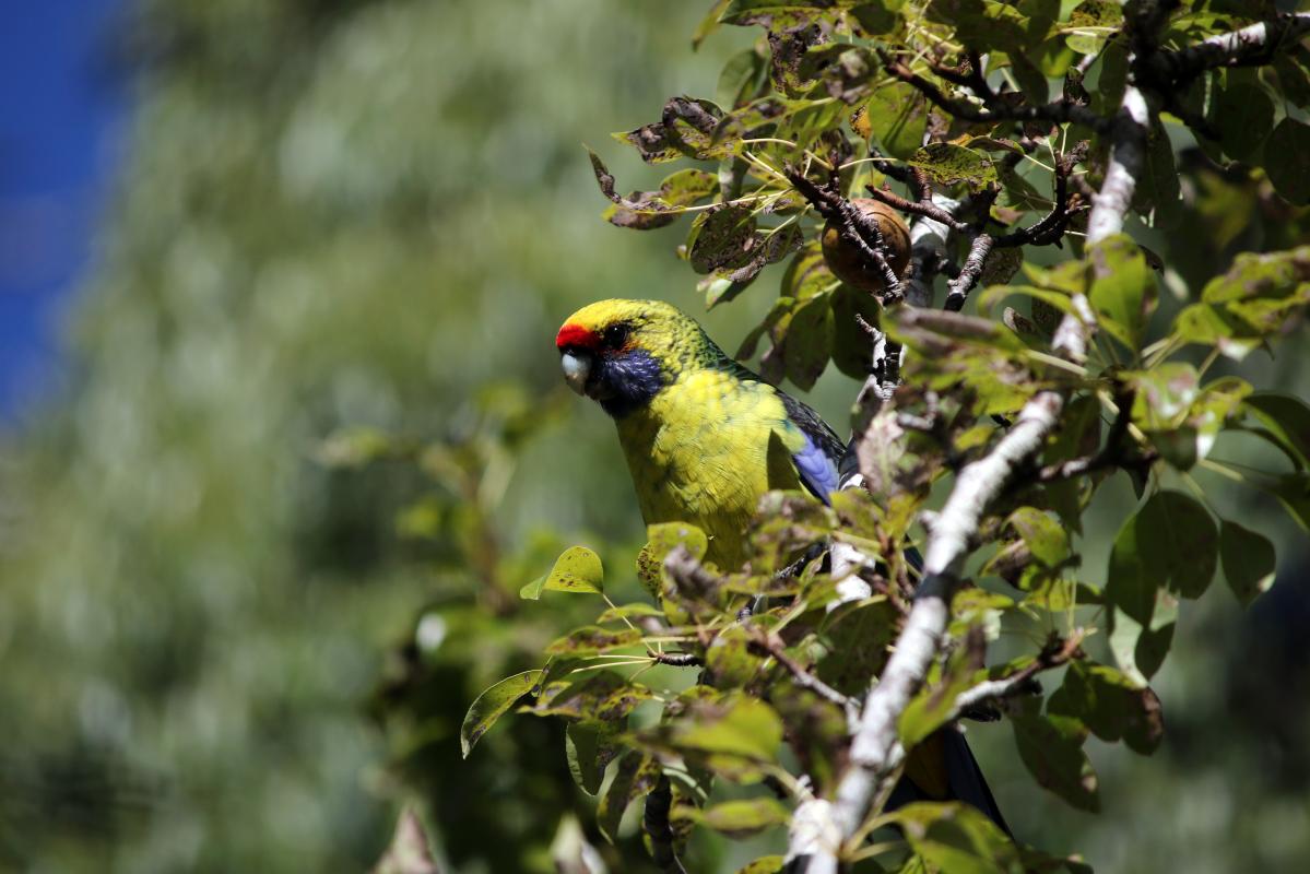 Green rosella (Platycercus caledonicus)