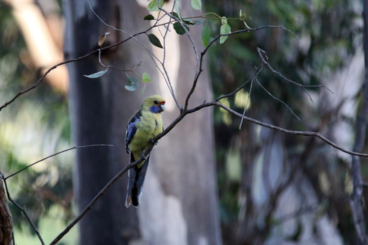 Green rosella (Platycercus caledonicus)