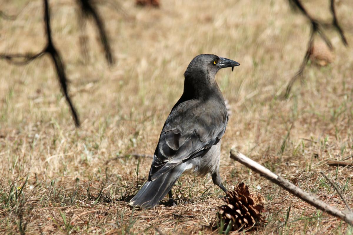 Grey Currawong (Strepera versicolor)