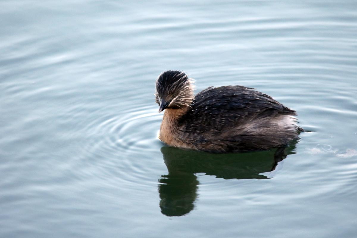 Hoary-headed Grebe (Poliocephalus poliocephalus)