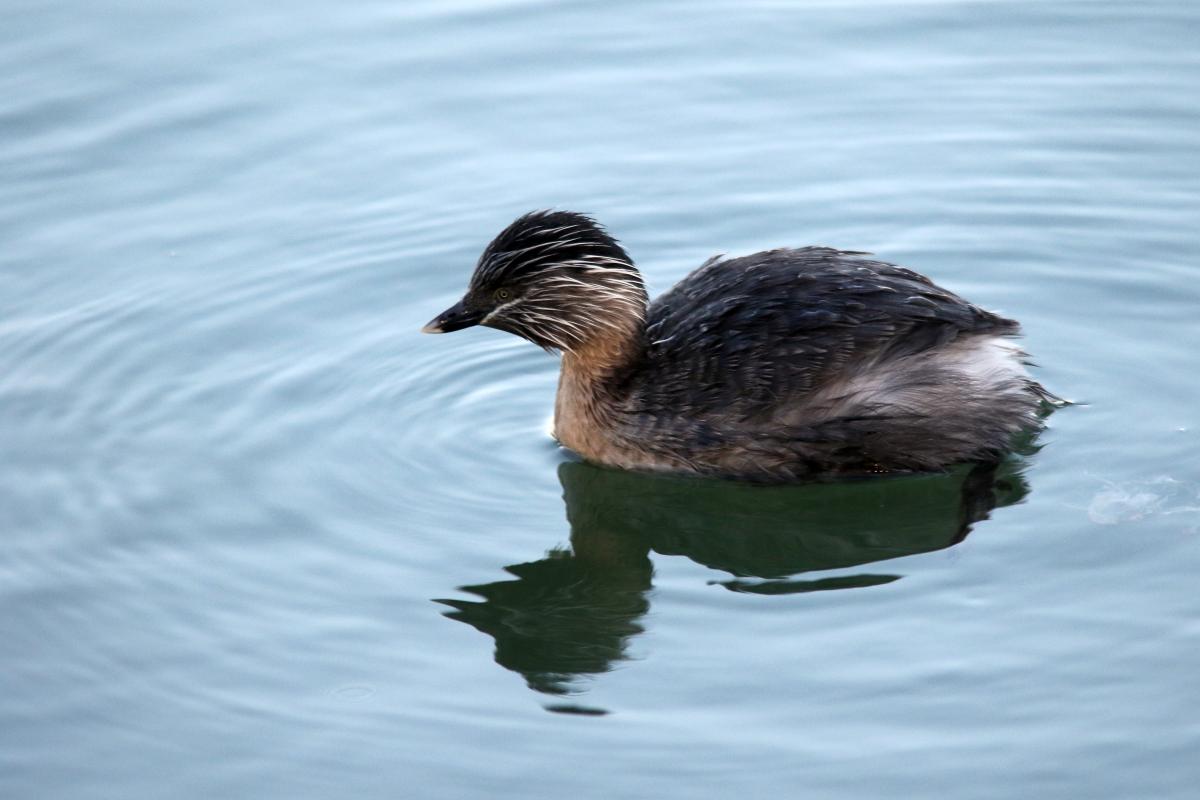 Hoary-headed Grebe (Poliocephalus poliocephalus)