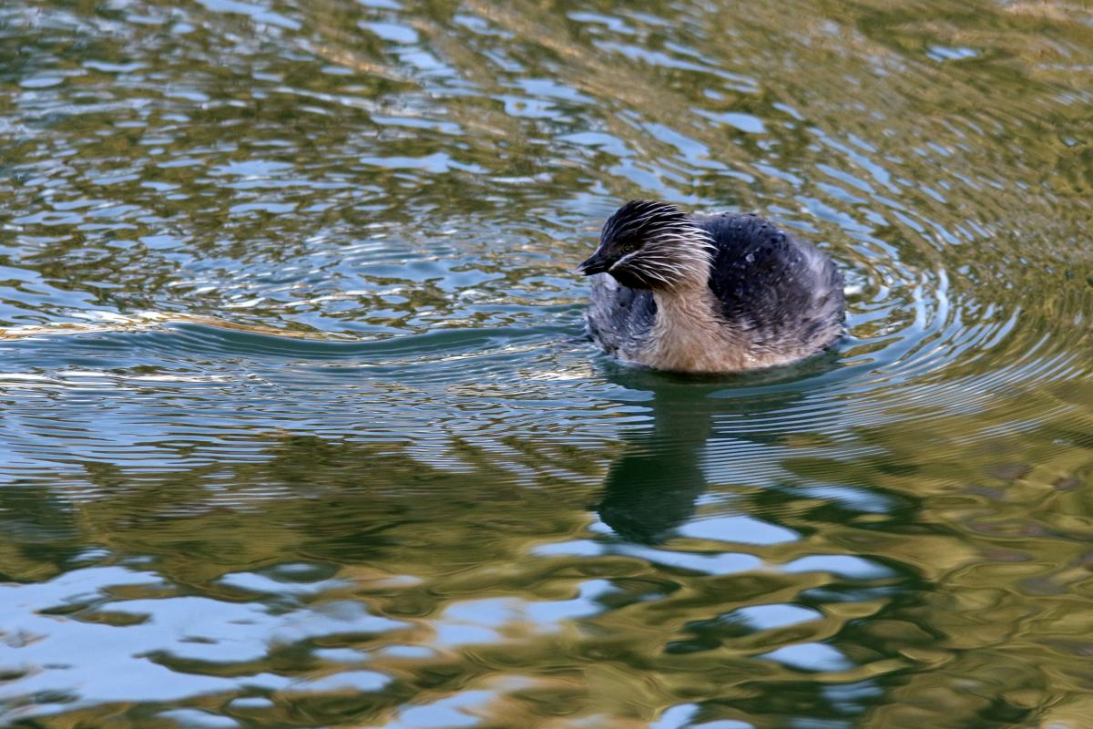 Hoary-headed Grebe (Poliocephalus poliocephalus)