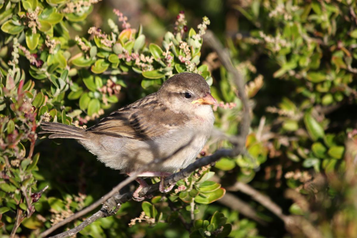 House Sparrow (Passer domesticus)