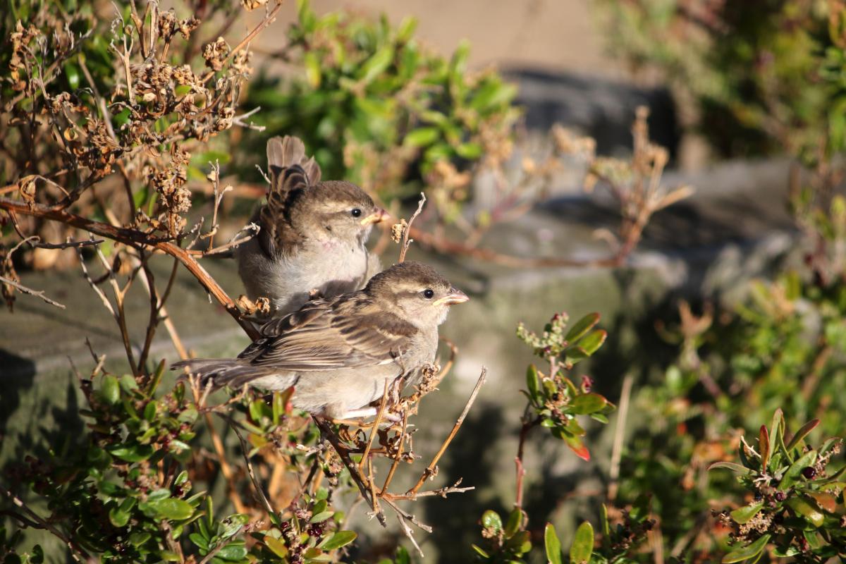 House Sparrow (Passer domesticus)