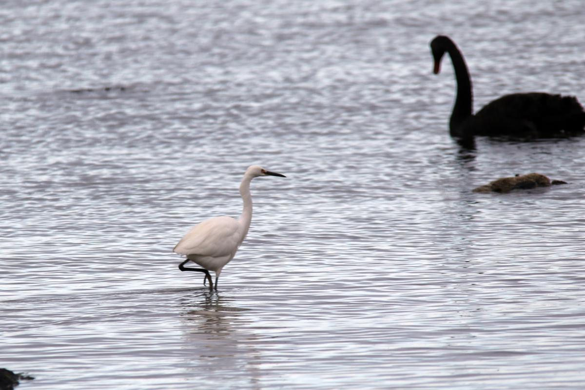 Little Egret (Egretta garzetta)