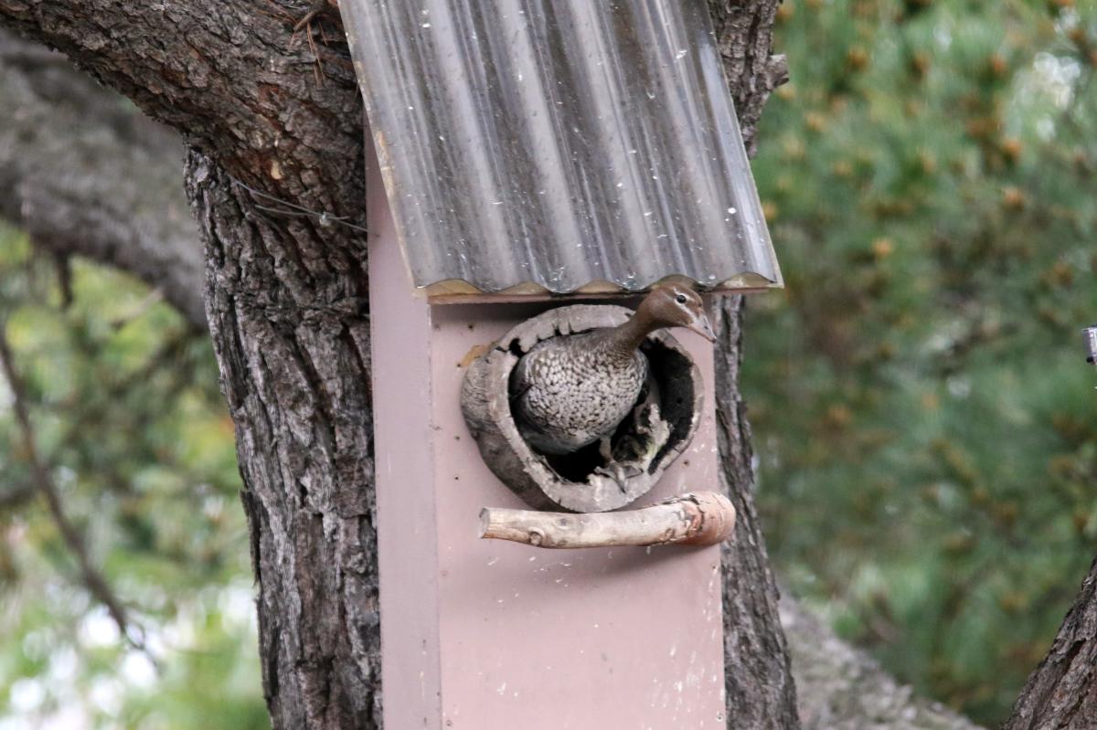 Australian Wood Duck (Chenonetta jubata)
