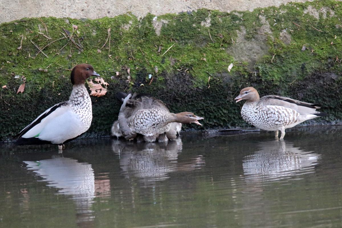 Australian Wood Duck (Chenonetta jubata)