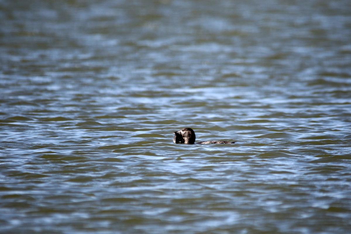 Musk Duck (Biziura lobata)