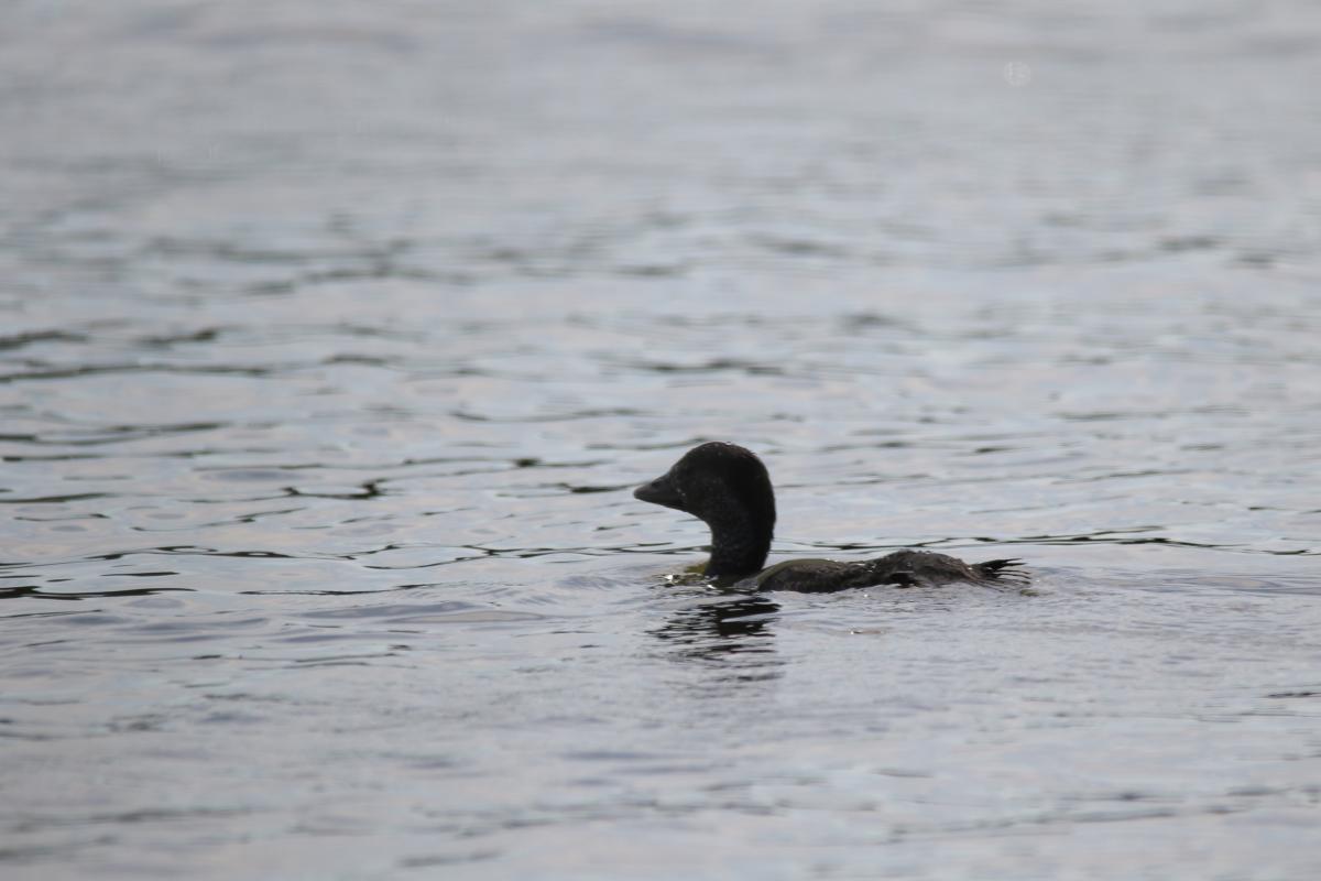 Musk Duck (Biziura lobata)