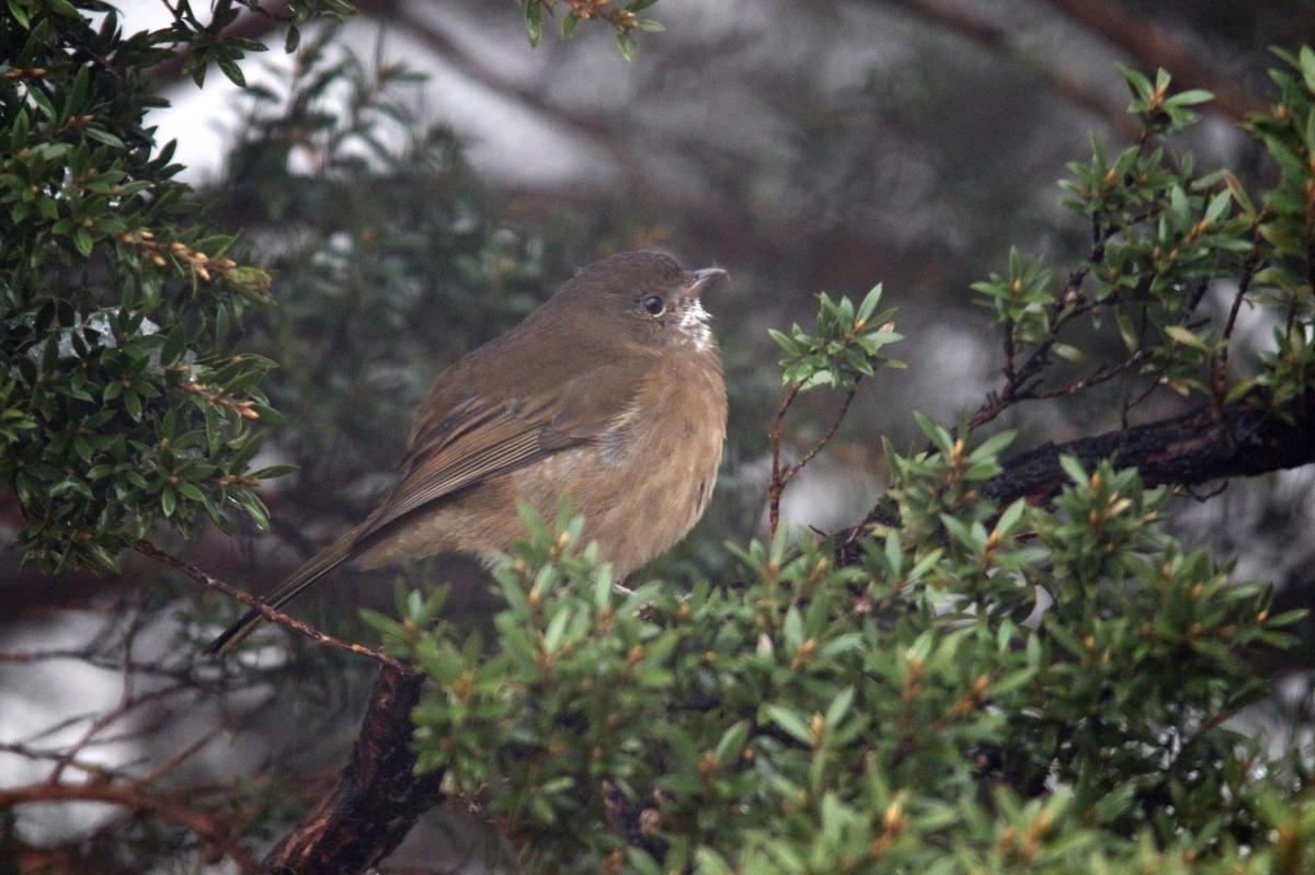 Olive whistler (Pachycephala olivacea), Road 2, Warburton, Victoria, Australia, 2015-07-05 Olive whistler (Pachycephala olivacea)