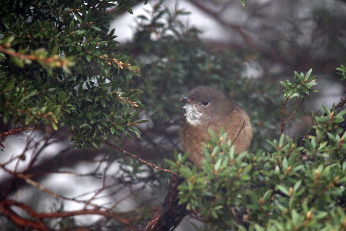 Olive whistler (Pachycephala olivacea), Road 2, Warburton, Victoria, Australia, 2015-07-05 Olive whistler (Pachycephala olivacea)