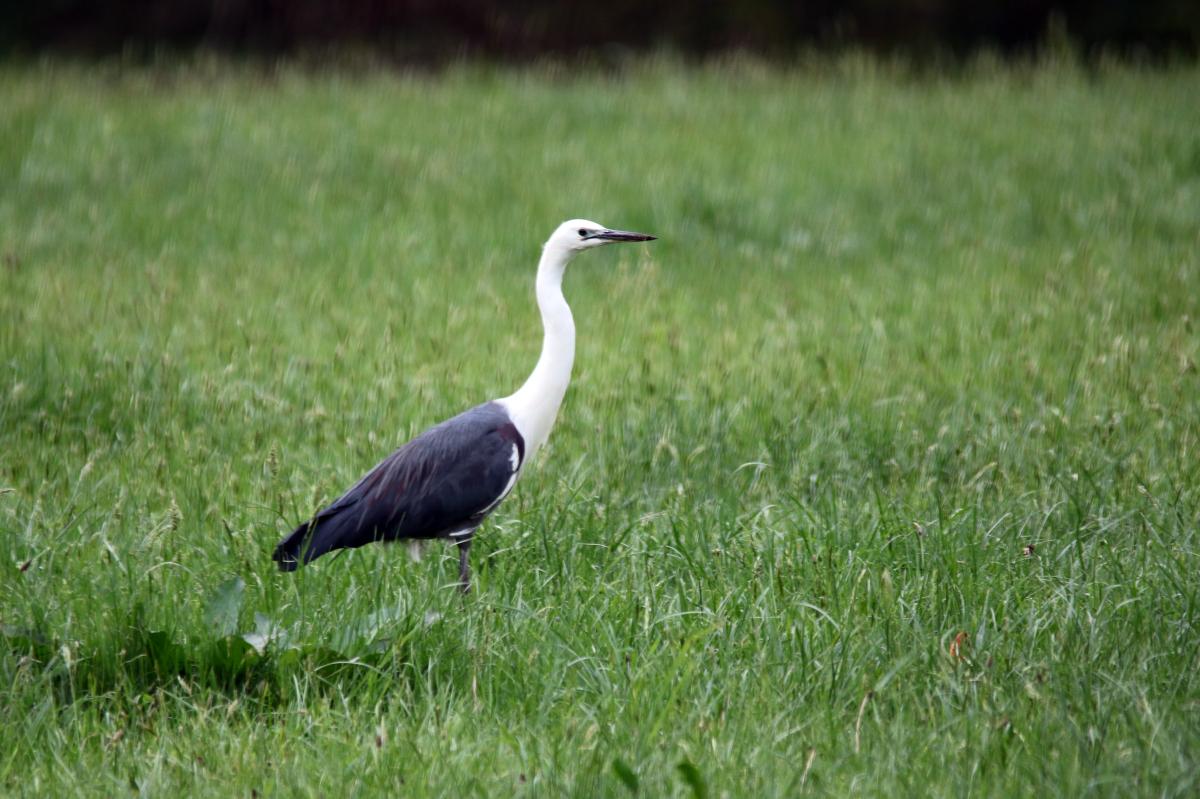 White-necked Heron (Ardea pacifica)