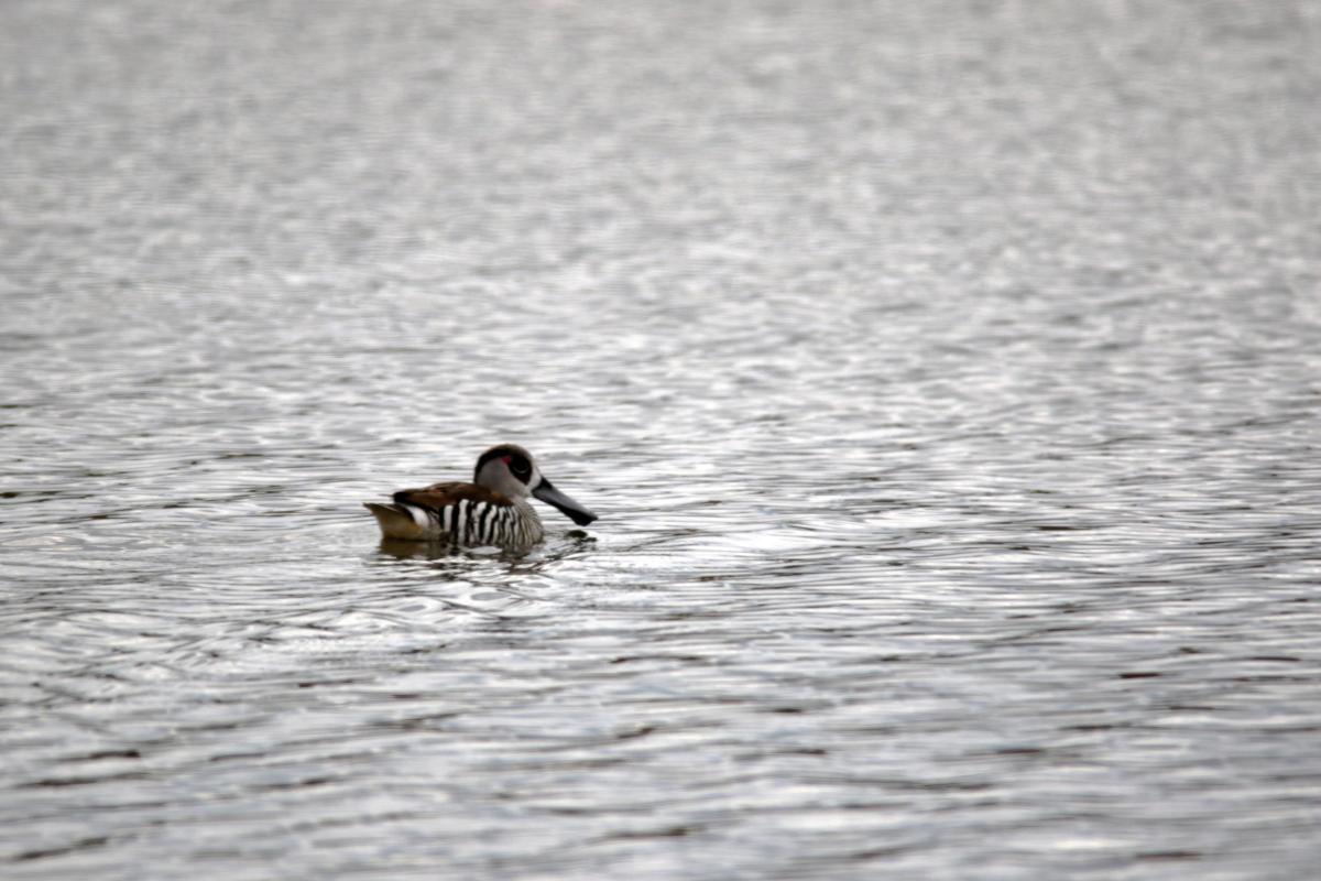Pink-eared Duck (Malacorhynchus membranaceus), Lake Borrie Outer Road West, Point Wilson, Victoria, Australia, 2015-08-08 Pink-eared Duck (Malacorhynchus membranaceus)