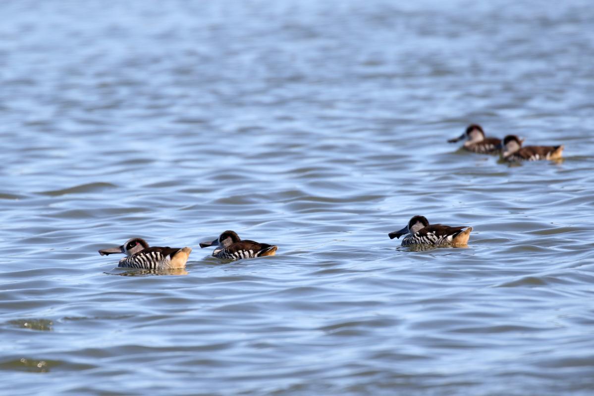 Pink-eared Duck (Malacorhynchus membranaceus), Lake Borrie Outer Road West, Point Wilson, Victoria, Australia, 2015-11-28 Pink-eared Duck (Malacorhynchus membranaceus)