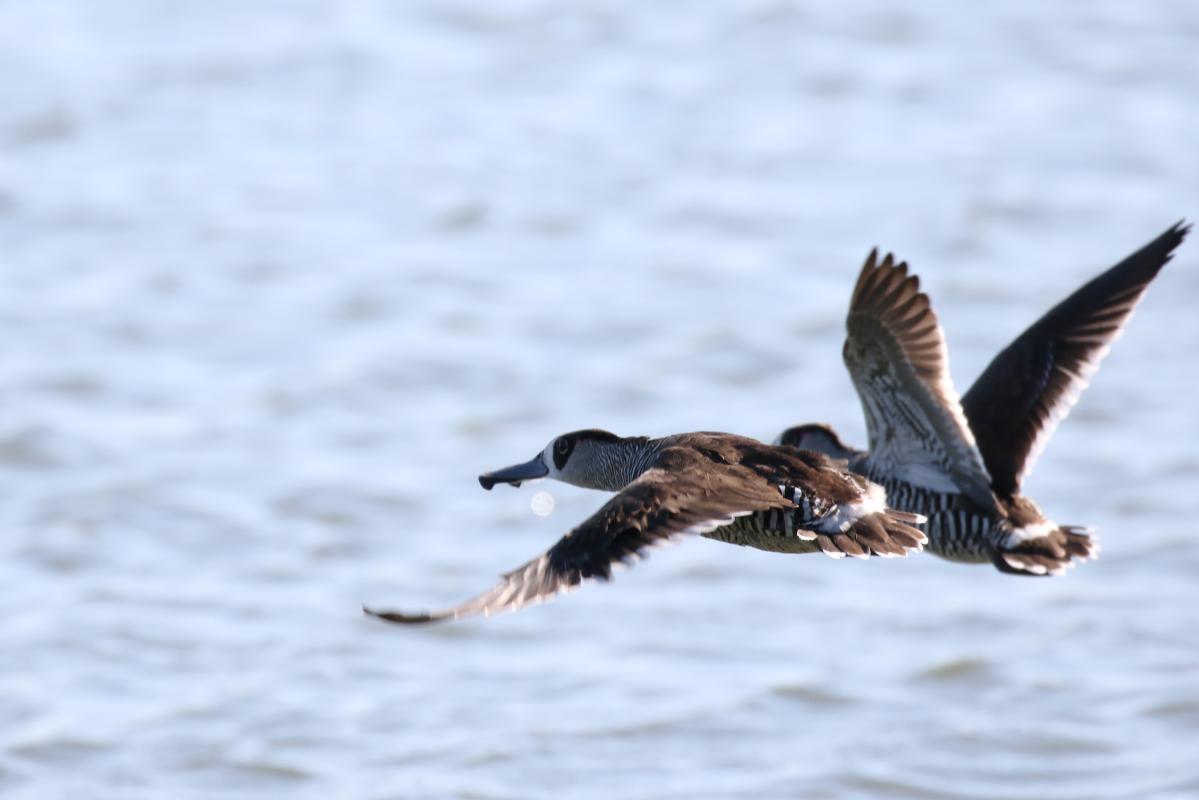 Pink-eared Duck (Malacorhynchus membranaceus), Lake Borrie Outer Road West, Point Wilson, Victoria, Australia, 2015-11-28 Pink-eared Duck (Malacorhynchus membranaceus)