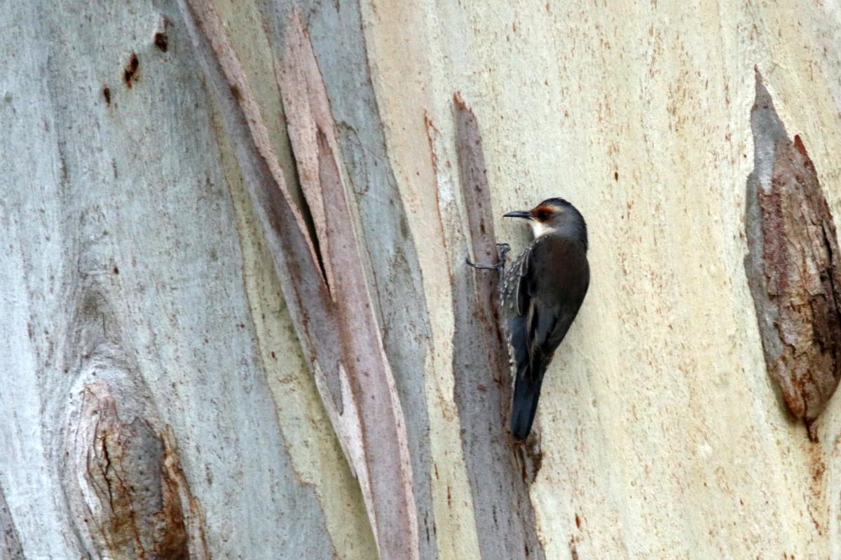 Red-browed treecreeper (Climacteris erythrops), Brooksbank Centre, Woodend, Victoria, Australia, 2015-06-28 Red-browed treecreeper (Climacteris erythrops)