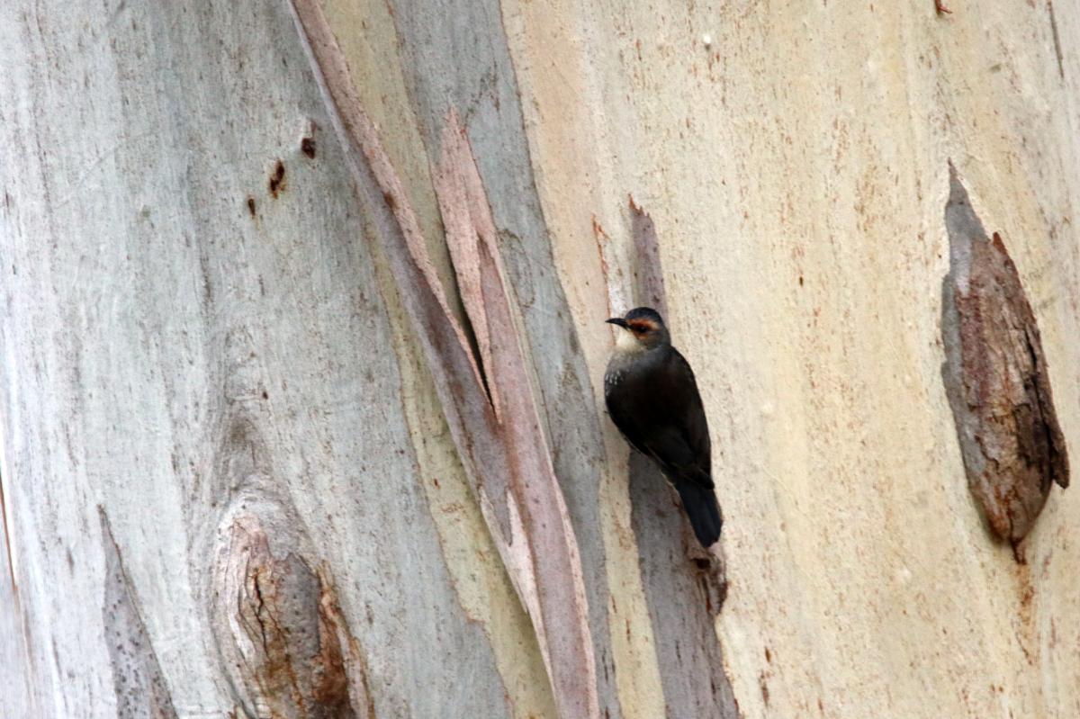 Red-browed treecreeper (Climacteris erythrops), Brooksbank Centre, Woodend, Victoria, Australia, 2015-06-28 Red-browed treecreeper (Climacteris erythrops)